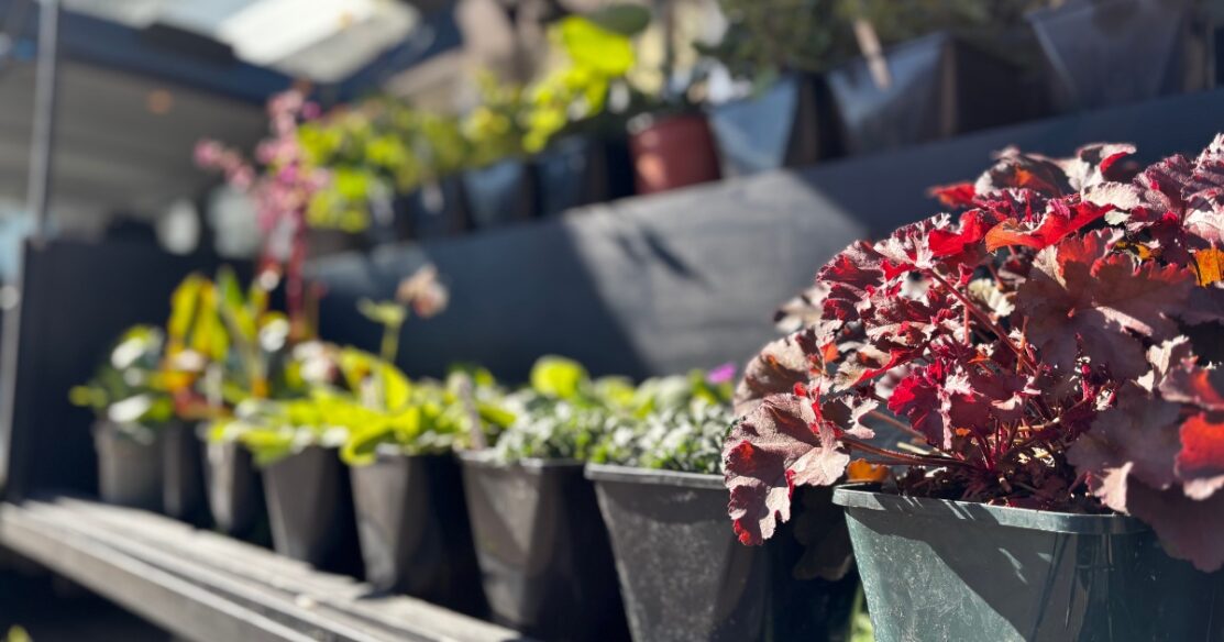 Plant Sale at Potters Resorts Hopton-on-Sea